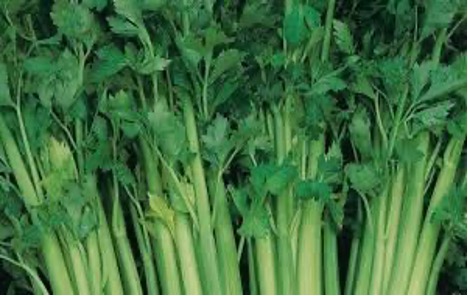 Celery