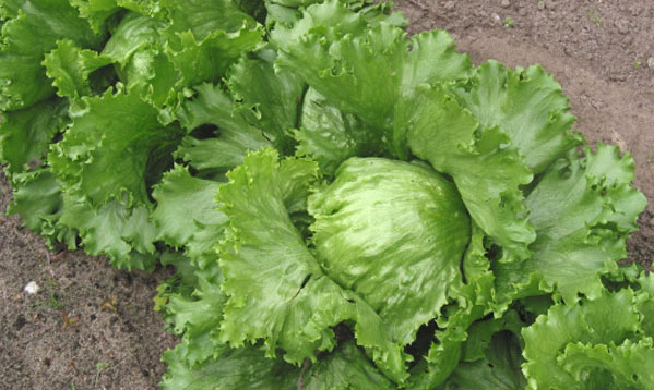 Lettuce