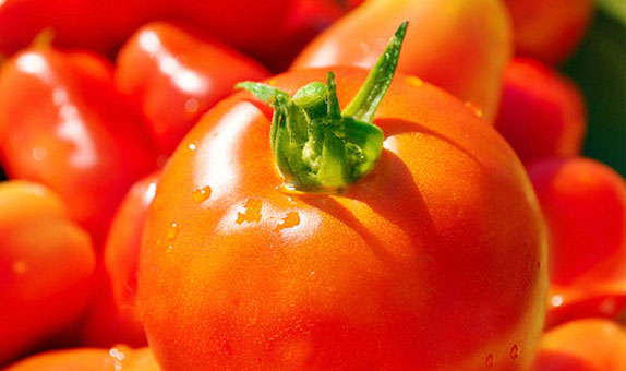 Tomato – Maxim F1