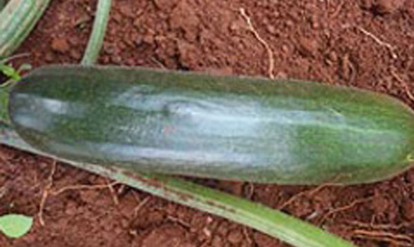 Squash