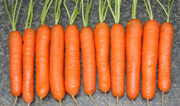 Carrot