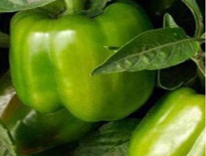 Sweet Pepper